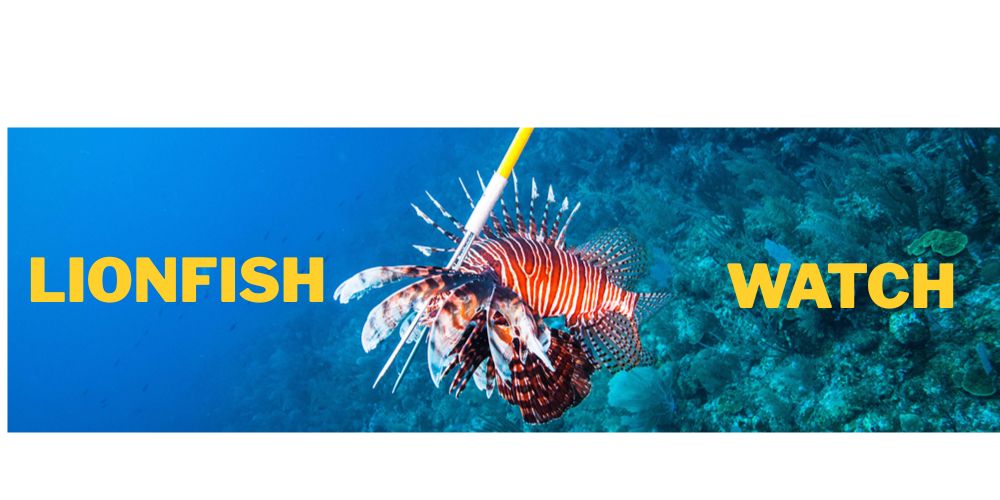 Lionfish in het rif