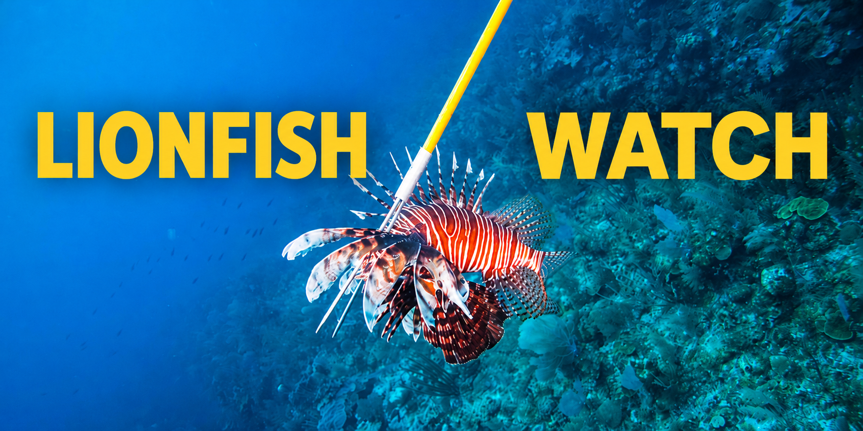 Lionfish in het rif